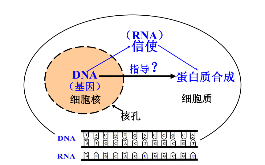 高中生物人教版必修2第四章第一节基因指导蛋白质的合成（共36张PPT）