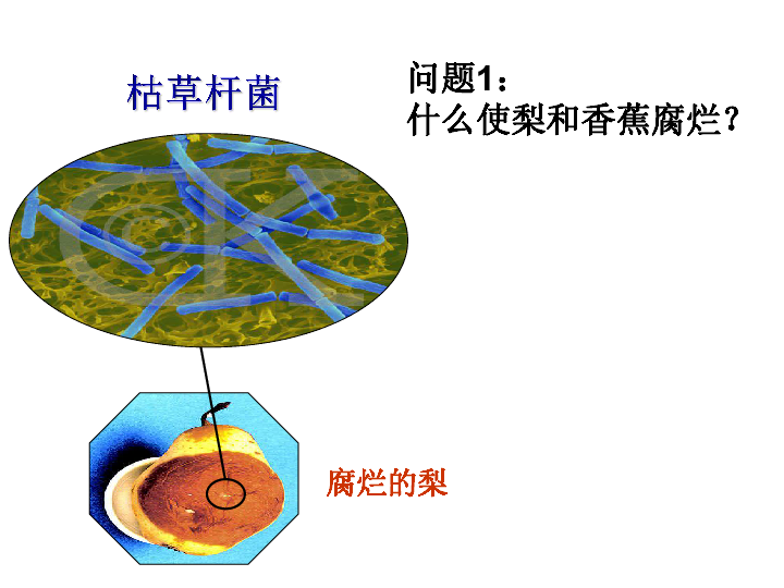 人教版八年级上册第四章第四节细菌真菌在自然界中的作用课件（20张ppt）