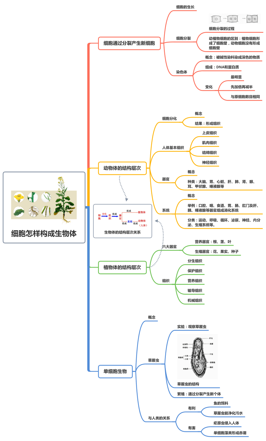 七年级上册生物框架图图片