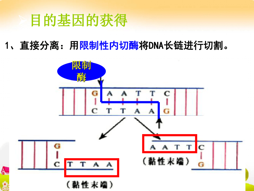 生物：13 优良品种的培育和繁殖 课件（浙科版选修二）