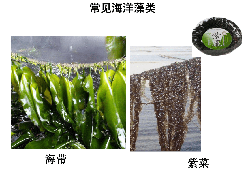 11绿色植物的主要类群课件(共41张ppt)