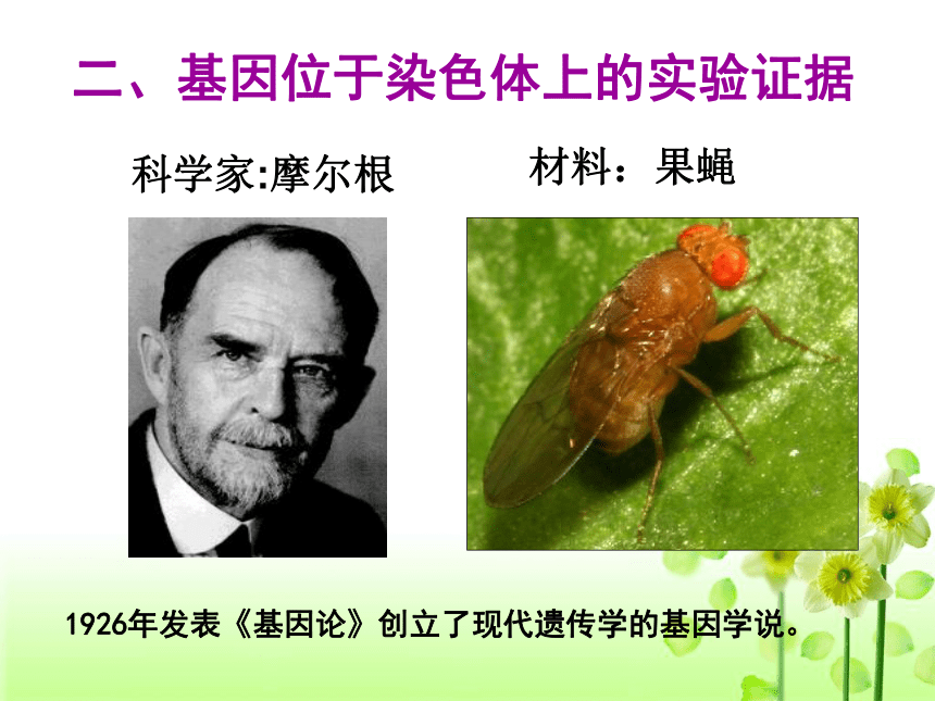 浙科版必修2第二章第二节遗传的染色体学说（共28张PPT）