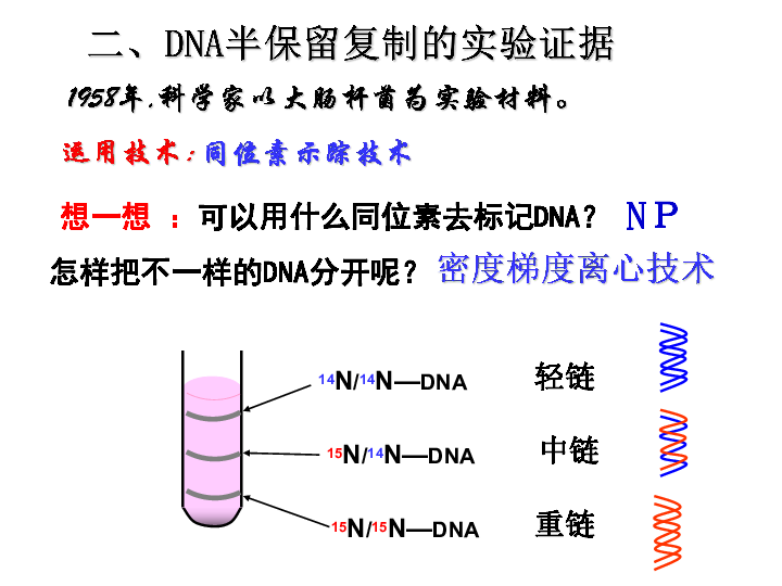 高中生物人教版必修二：3．3《DNA的复制》（共37张PPT）