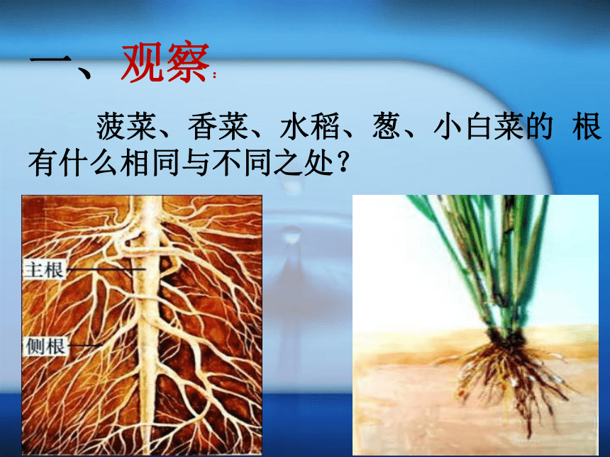 15.植物怎样喝水 课件