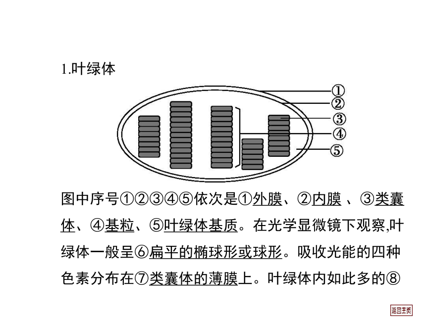 2014届高三生物一轮复习课件： 3.4 能量之源—光与光合作用