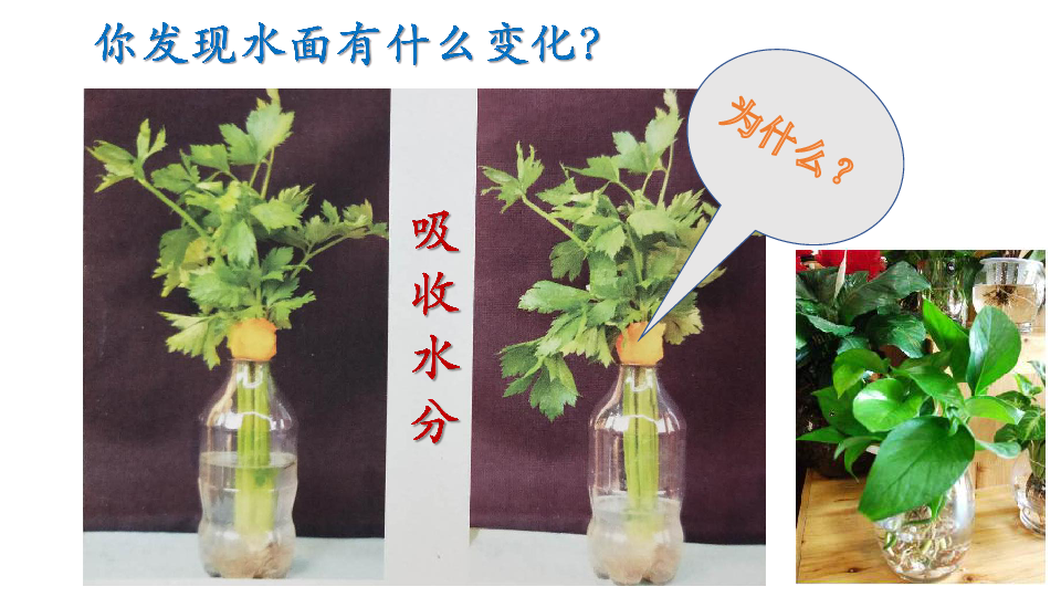 12水分的吸收课件共6张ppt