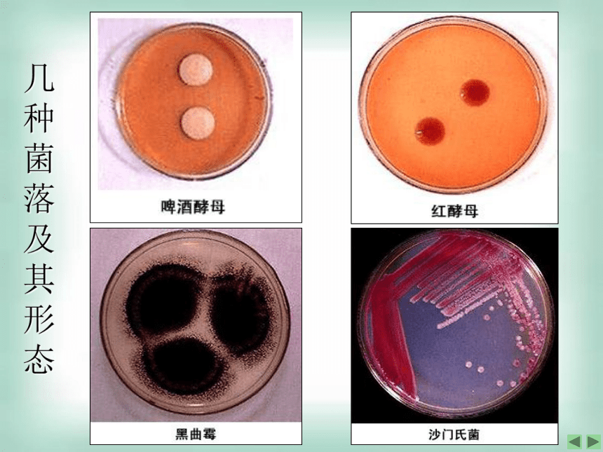 人教版选修1专题2课题1微生物的实验室培养（共63张PPT）