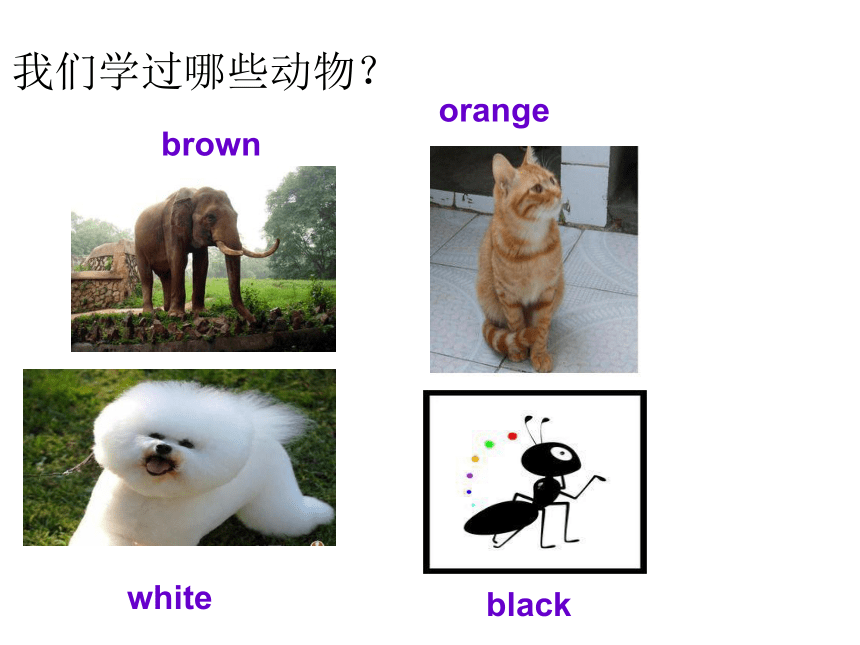 Unit 4 We love animals PA Let's learn 课件  (共25张PPT)