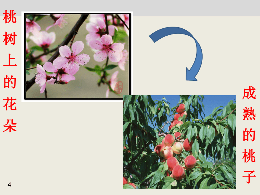 苏教版生物七上3.5.5《植物的开花和结果》课件(共35张PPT)