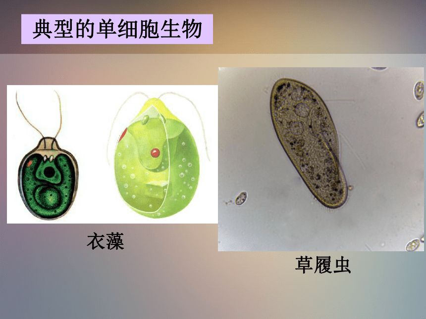 浙教版七年级科学上册2.6 物种的多样性（课件 22张ppt）