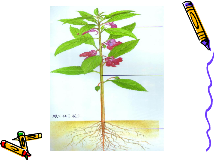 1.1植物的身体 课件（38张ppt）