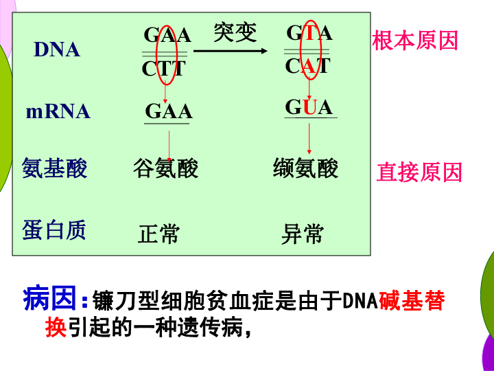 人教版高中生物必修二第5章第1节基因突变和基因重组 课件共31张PPT