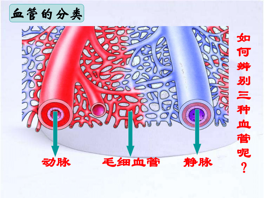 初中生物七年级下册第四单元第四章第2节血流的管道血管课件共29张ppt