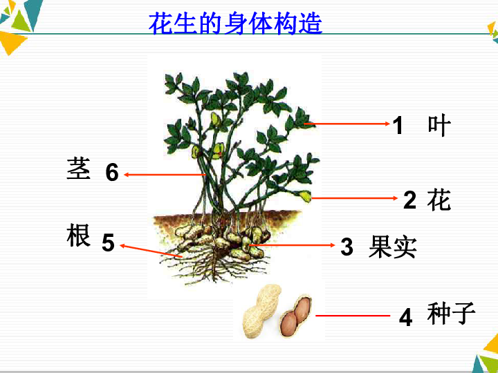 植物的四大器官图片