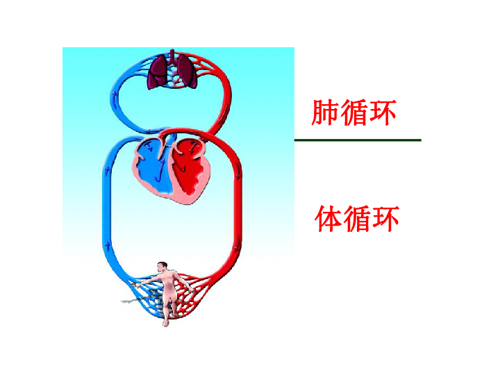 冀教版七下生物 2.3物质运输的路线 课件(21张PPT)