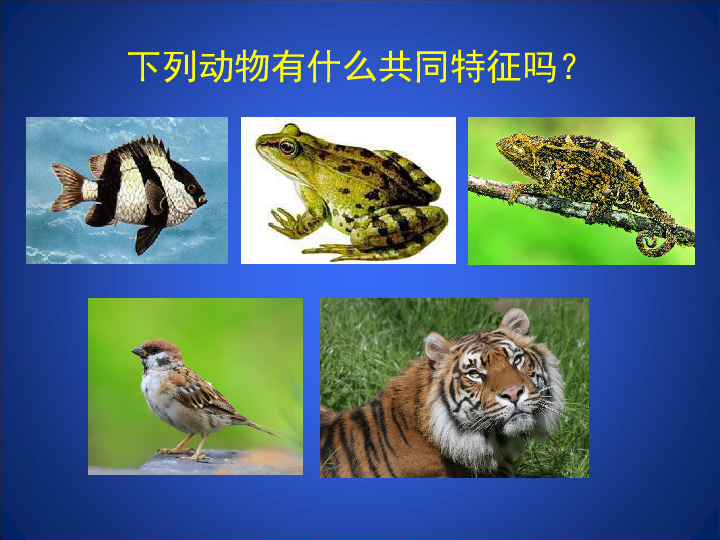 北师大版八下生物 22.4动物的主要类群 课件（41张PPT）