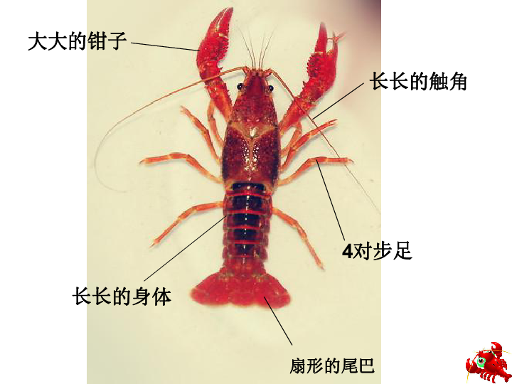 13.虾和蟹（一） 课件（42张幻灯片）