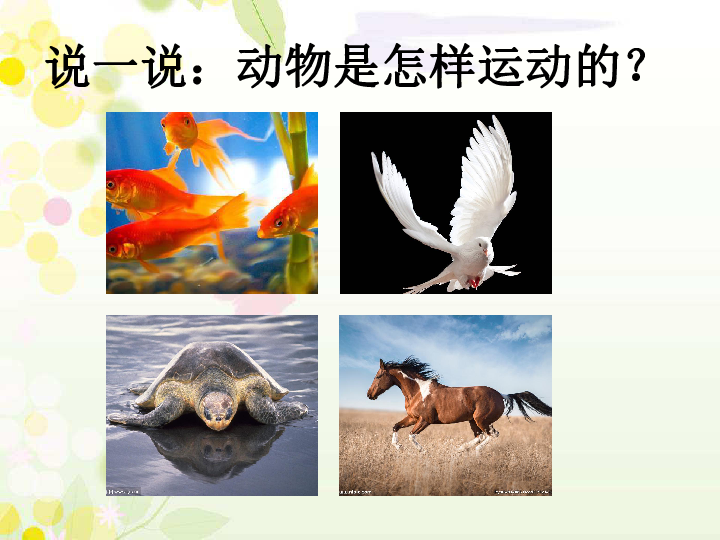 青岛版科学一 下 6 动物的运动 课件（共15张PPT）