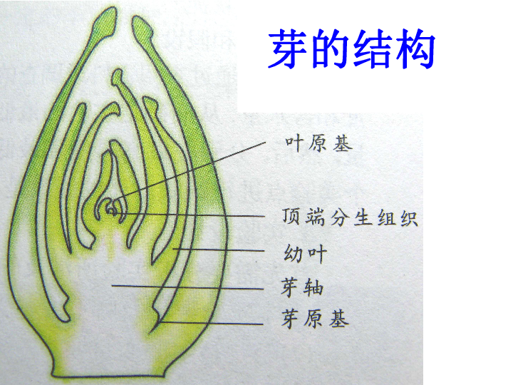 植物芽的结构示意图图片