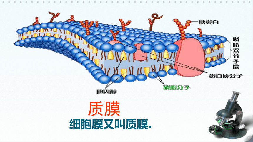 高中生物浙科版必修1 分子与细胞第二章 细胞的结构第二节 细胞膜和细胞壁课件（23张）