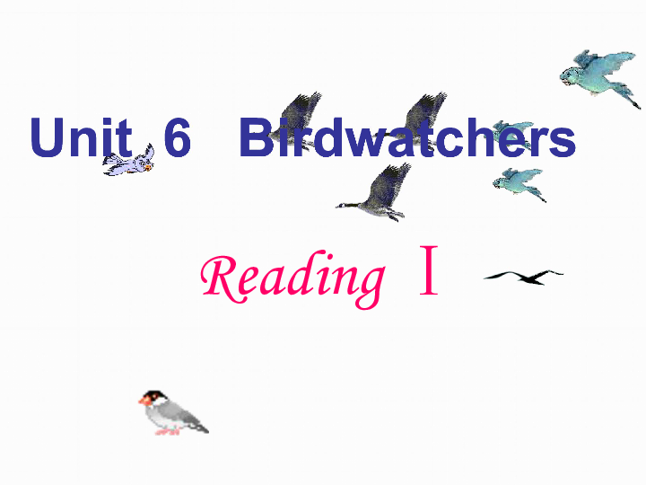 Unit 6 Bird watching Reading课件（17张）