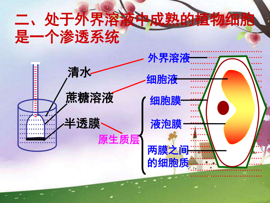 第1节水分和无机盐的吸收、散失和利用