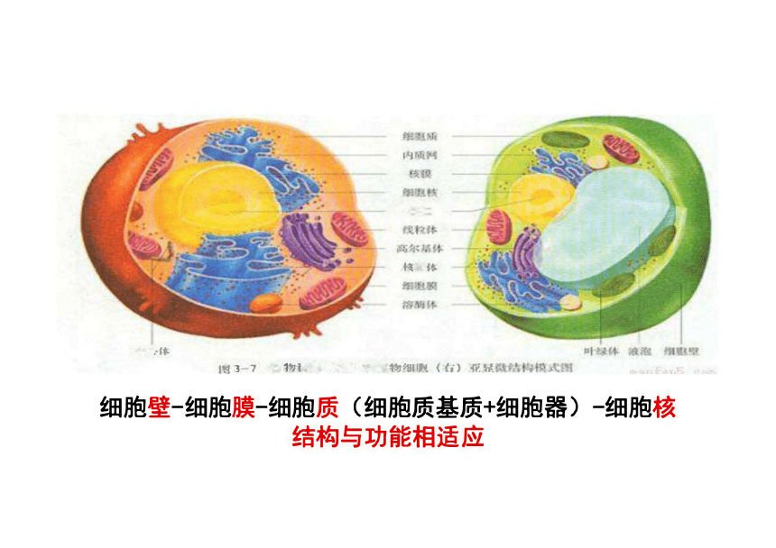 2022屆高三生物一輪複習課件第五講細胞器與生物膜系統共38張ppt