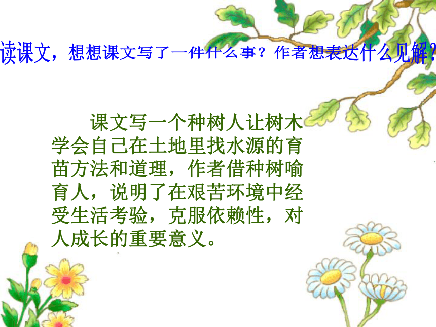 《桃花心木》课件