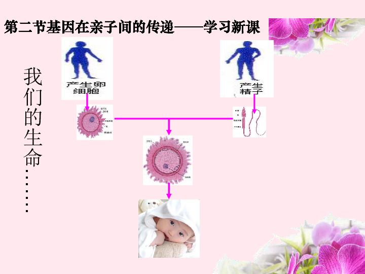 八年级生物下册第七单元第二章第二节基因在亲子代间的传递课件（22张PPT）