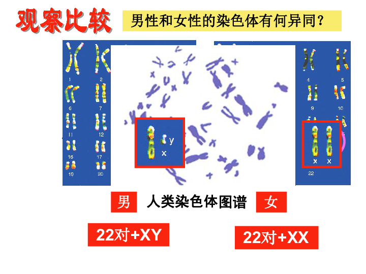 4.2《人類染色體與性別決定》課件