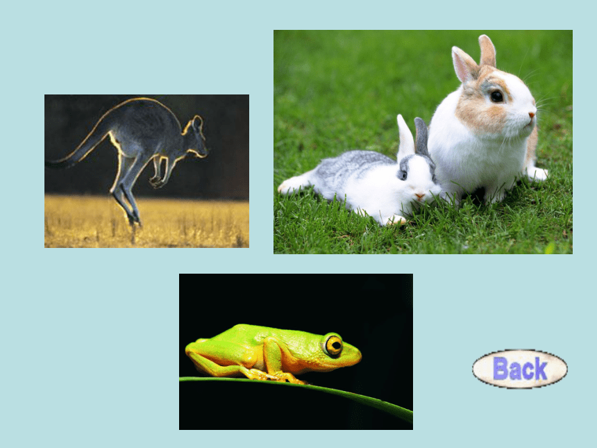 苏教版八上生物  17.1 动物运动的形式和能量供应 课件（32张PPT）