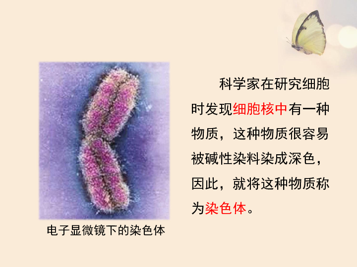 北师大版八年级上册生物  20.2 性状遗传的物质基础 课件( 22张PPT)