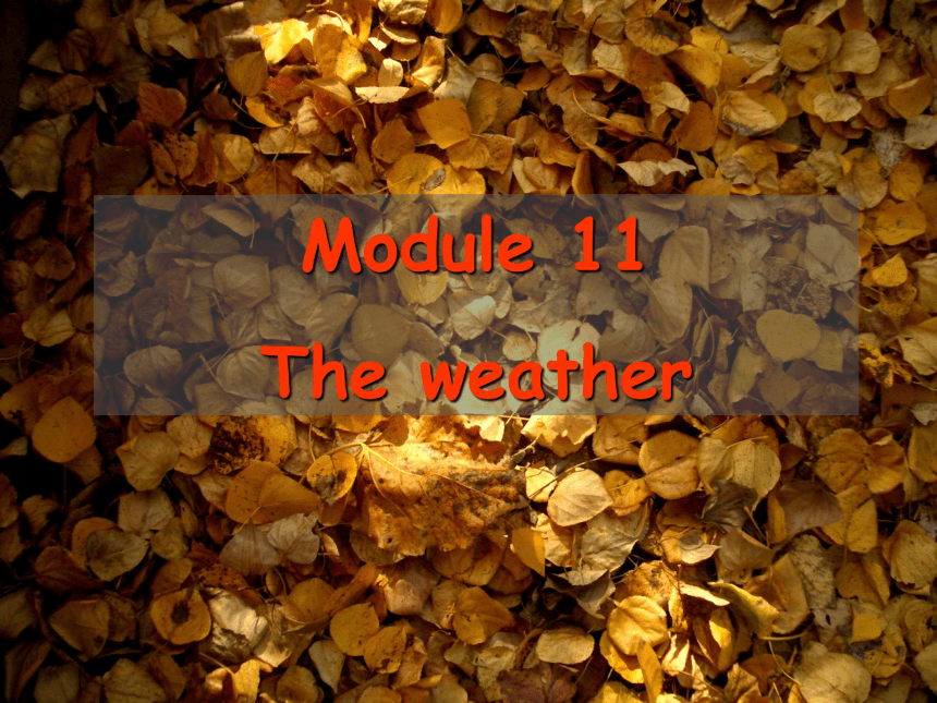外研新标准八年级上module 11全模块