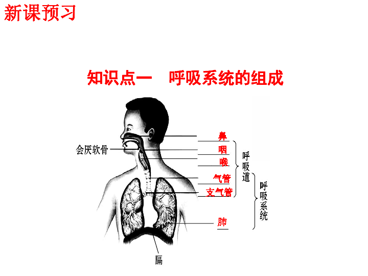 人教版七年级生物下册 第四单元 第三章人体的呼吸 第一节 呼吸道对空气的处理 课件 （共30张PPT）