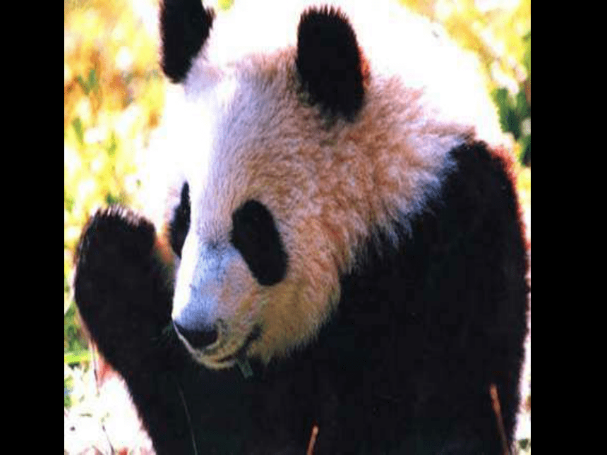 《在大熊猫的故乡》课件 (共16张PPT)