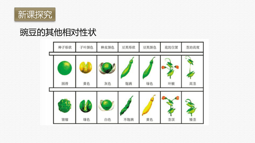 豌豆相对性状图片