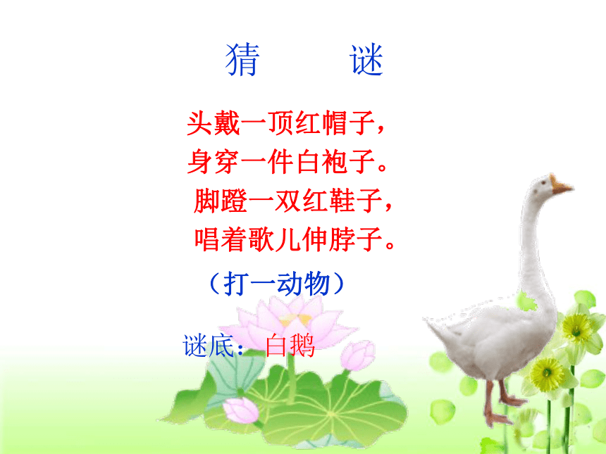 《白鹅》课件 (共17张PPT)