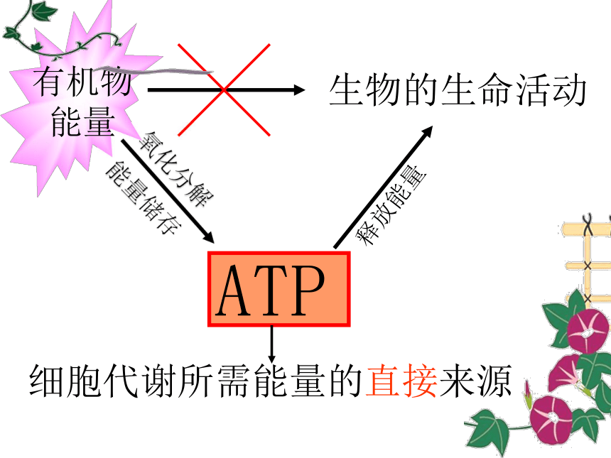 ATP是细胞中的能量通货 7月26日