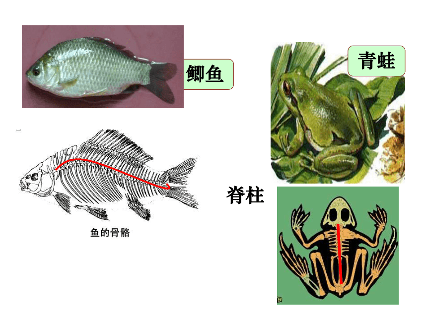 人教版生物八年上 第一章第四节 《鱼》（56张PPT）