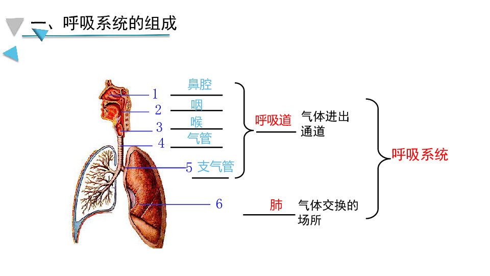 初中生物课本人体结构图片