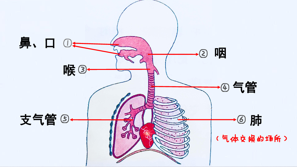 人类的呼吸 （课件 21张PPT）