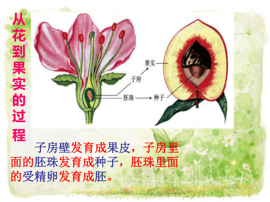 小学科学  大象版  四年级下册  第三单元 植物在成长  3 硕果累累 课件