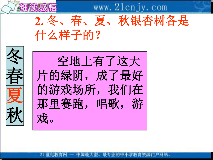 四年级语文上册课件 三棵银杏树 2（西师大版）