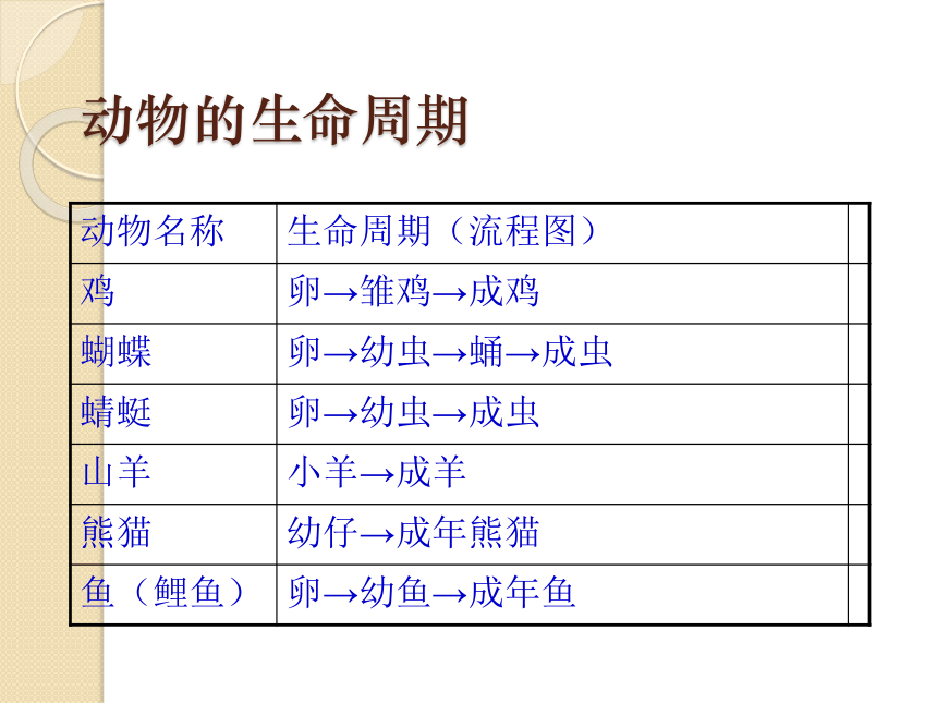 3蚕的生命周期 课件