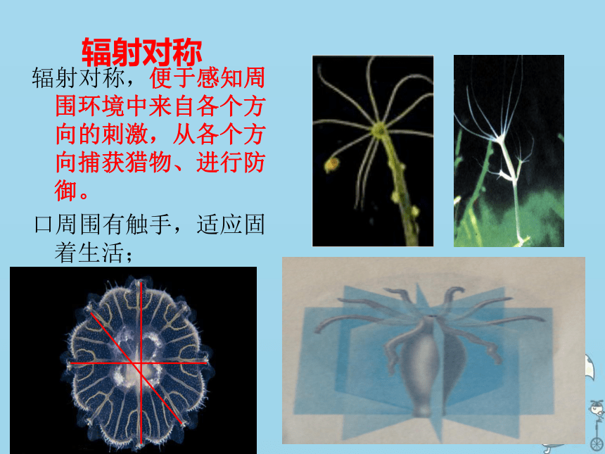 2018年八年级生物上册5.1.1腔肠动物和扁形动物课件（新版）新人教版（38张PPT）