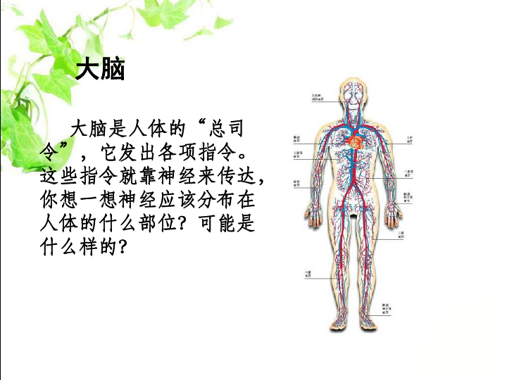 苏教版小学科学五年级下册《神经》课件 （10张PPT）