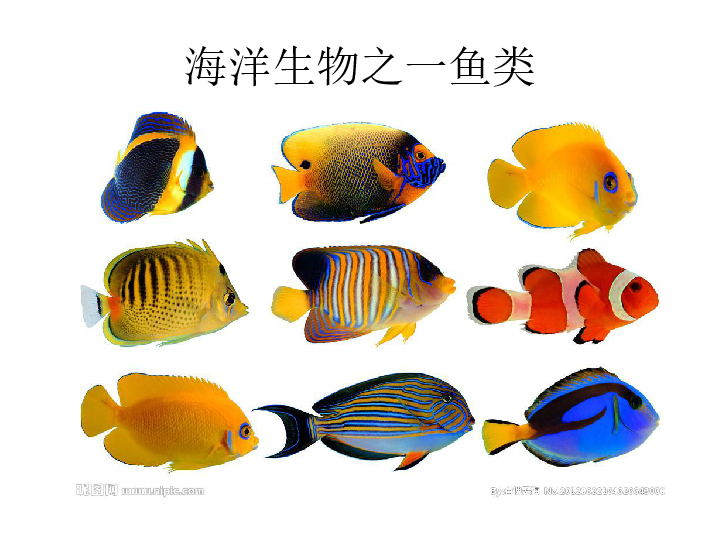 8做做海洋生物 课件（28张幻灯片）