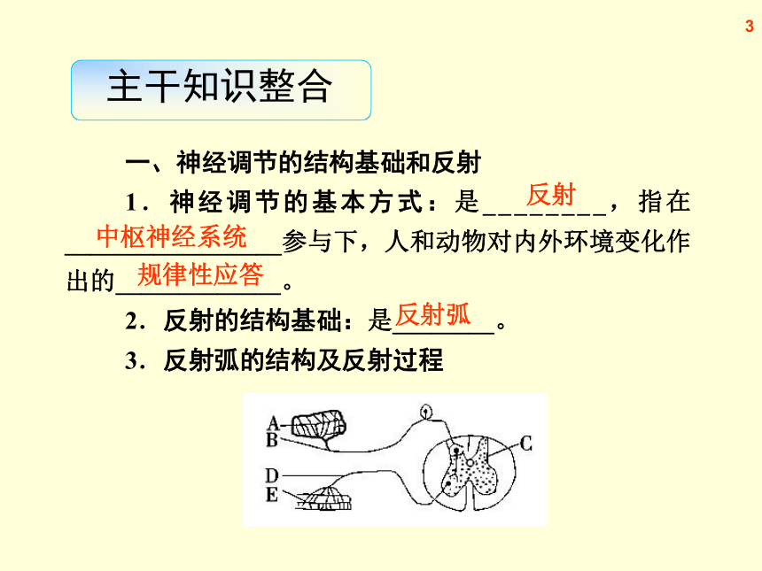 【原创】2013届高三生物复习课件-- 通过神经系统的调节