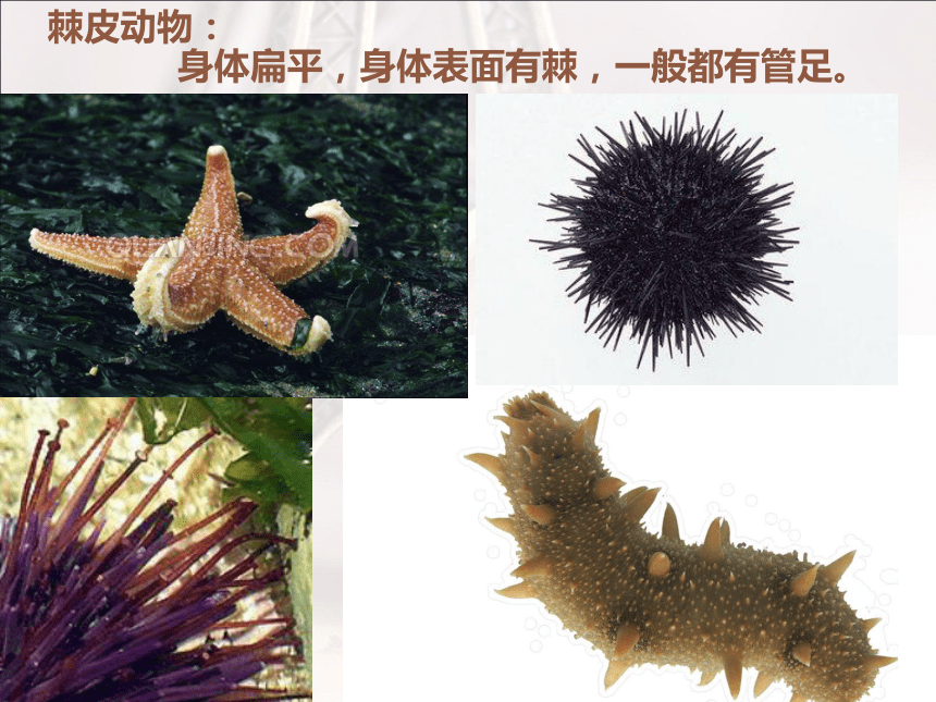 第一节_腔肠动物和扁形动物课件（共38张PPT）