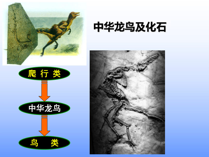 2.3 生物进化(第三课时)